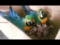 Inside view of wild blue gold macaw nest box with their chicks