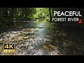 4K Peaceful Forest River 2 - Relaxing Water Stream Sounds - 9 Hours - Nature Video for Sleeping