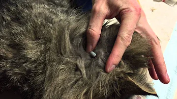 Comment soigner une piqûre de tique sur un chat ?