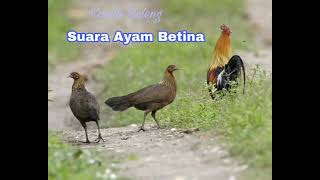 Suara kekehan ayam betina Ampuh memanggil ayam jantan