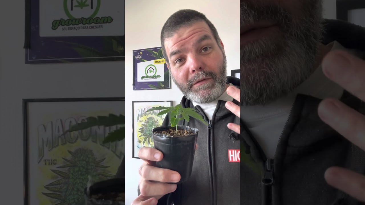 Um dos erros mais comuns no cultivo de maconha