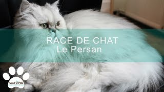 [RACE DE CHAT ] Le persan | Assur O'Poil