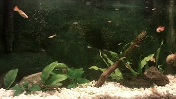 How to Build a Java Moss Wall