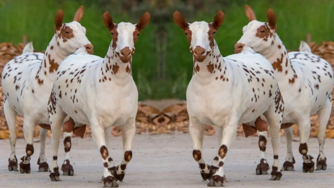 Beautiful Barbri Goat Breed Of Pakistan & Hindustan  || Amazing Milking Goats