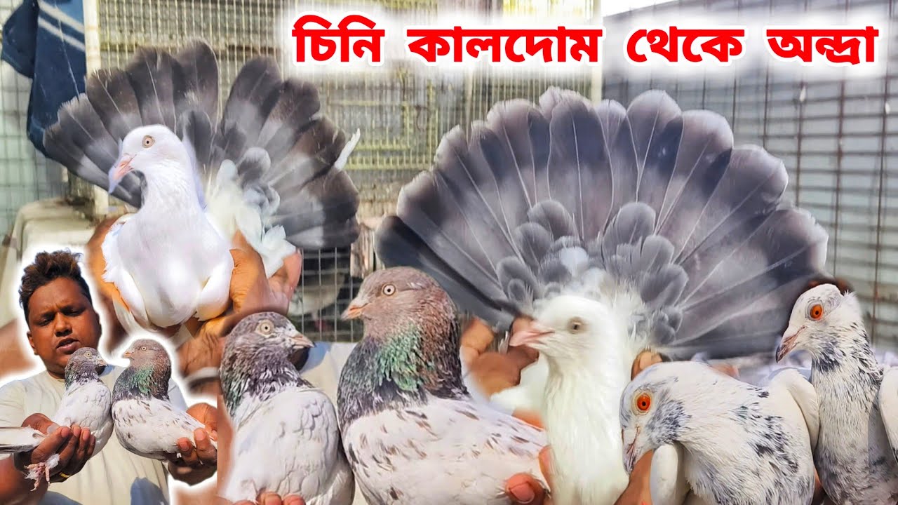 সোদপুর বিশ্বজিৎ দার কালদোম অন্দ্রা কবুতর বিক্রয়। ANDHRA/KALDOM KABUTOR SALE। @pigeonsloverrj9600 