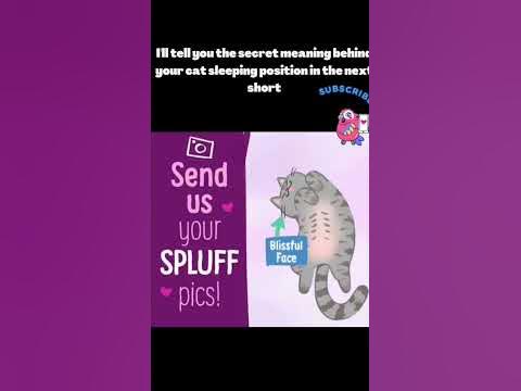 secret meaning behind your cat sleeping position 😱 #shorts - YouTube(07)