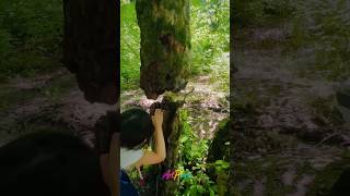 🌳 The Floating Tree of the Hyrcanian Forest! Is It Real? #artplore #lifestyle #jungle