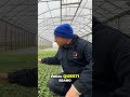 Varietà di Pomodori e Clima: Consigli per l'orto #mattthefarmer #aziendaagricola