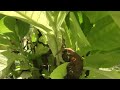 Tobacco Garden Update