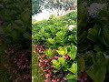 I Can Buy Myself Flowers Shorts Shortvideo Flowers Motivation Nature Travel I Can Buy Myself Flowers Shorts Shortvideo Flowers Motivation Nature Travel