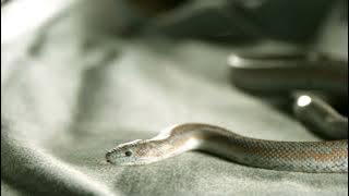 Snake sounds