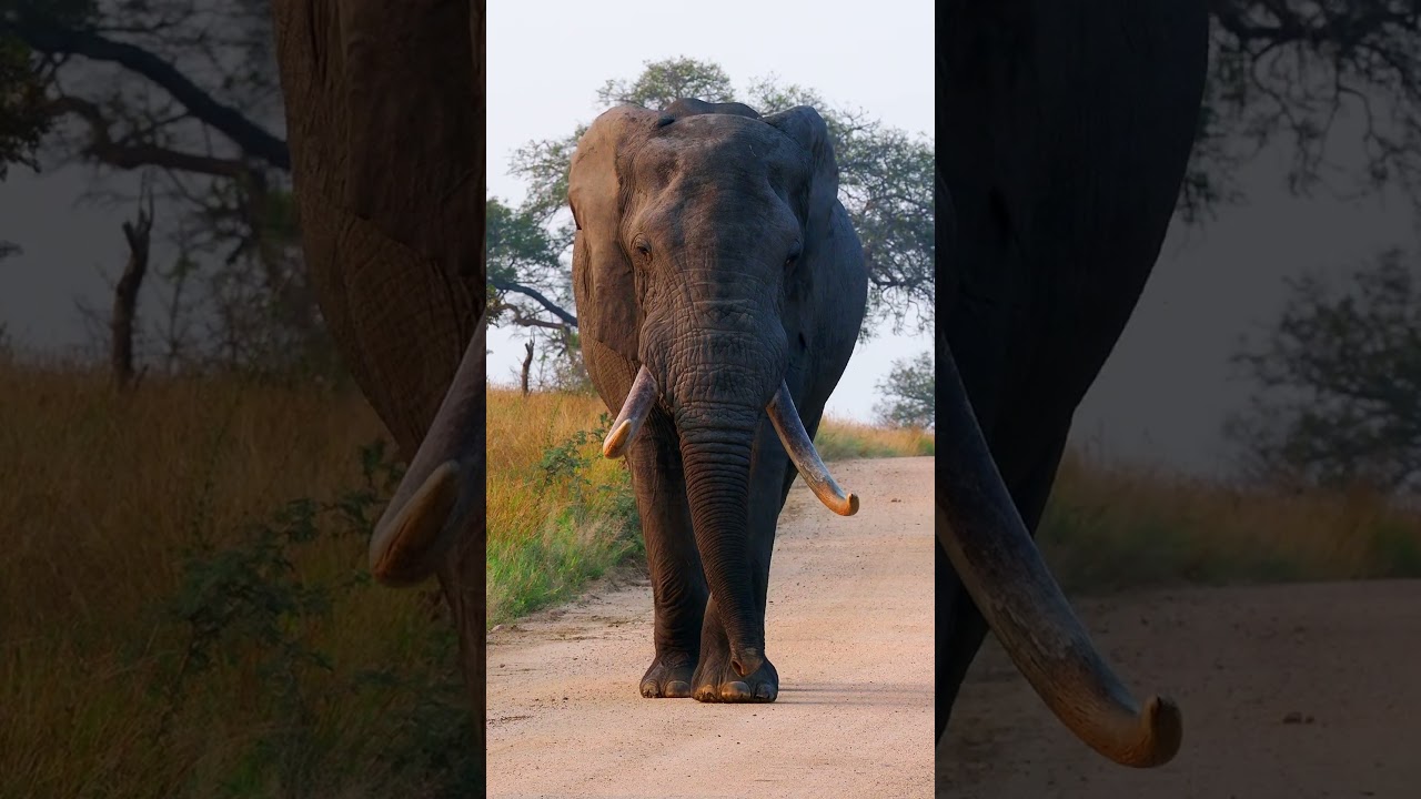 Kruger National Park Gentle Giant near Satara Camp with B1 Photo Safaris