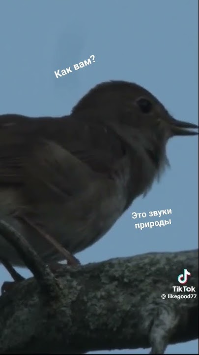 Звуки птицы - YouTube