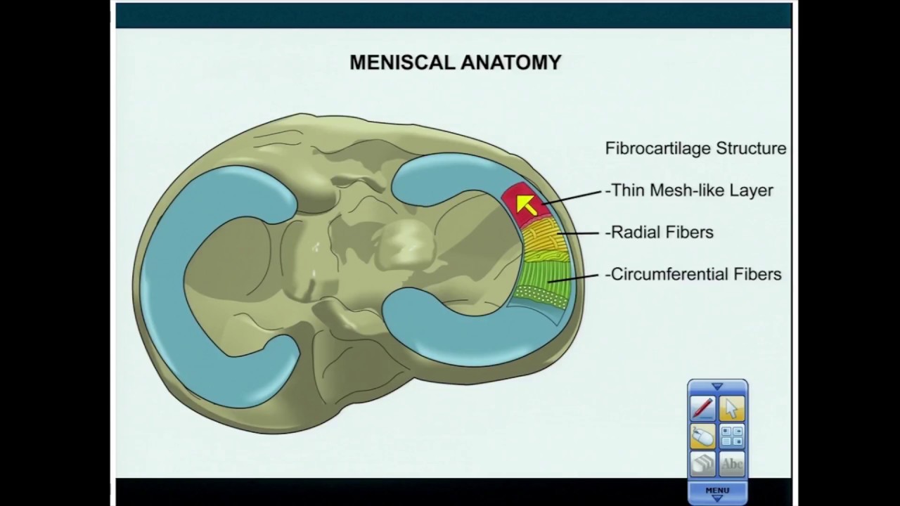 A Basic Review of Meniscus Anatomy