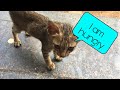 Tired Hungry Sleepless Stray Kitten Needs FOOD|Stray Kitten| Feeding Tiny Hungry Stray Kitten|Mar Fy