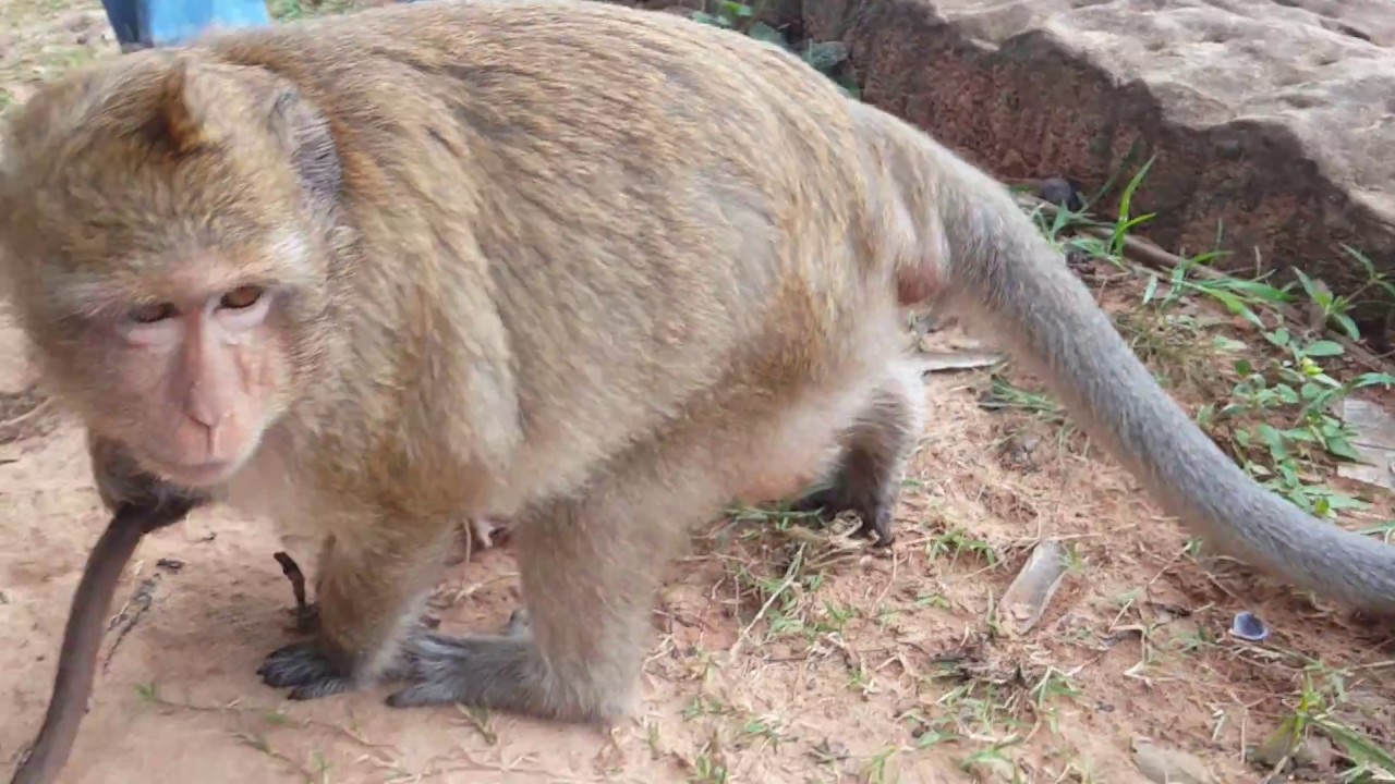 Breen & her baby Bree run cos big monkey try to bite, Poor mom Breen & Bree