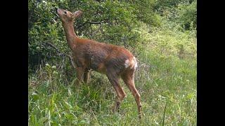 The secret life of roe deer