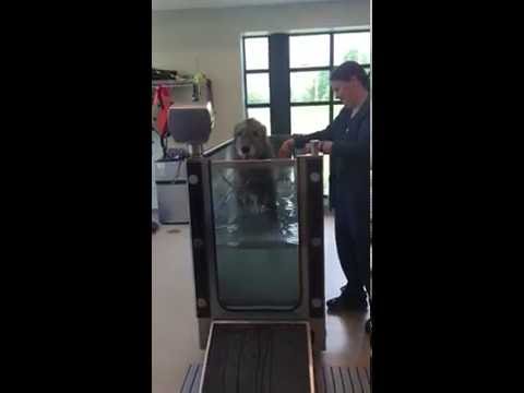 ballyhara irish wolfhounds