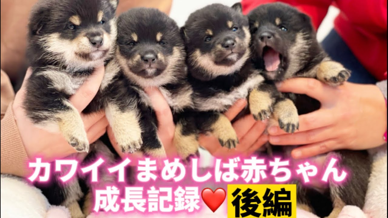 【豆柴・柴犬】小梅ちゃんのかわいすぎる黒豆柴赤ちゃん4匹の成長記録★後編