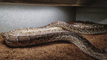 Angolan Pythons Sweet Sweet Loving