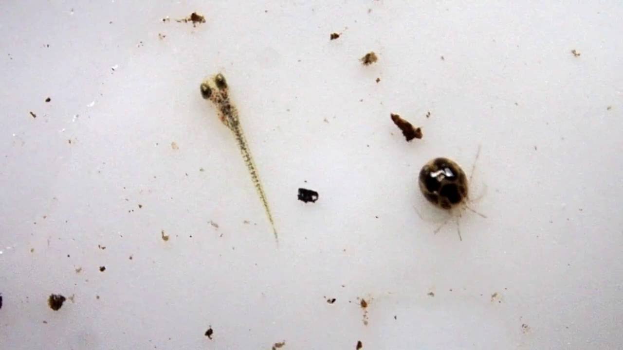 メダカの稚魚と謎の虫 Youtube