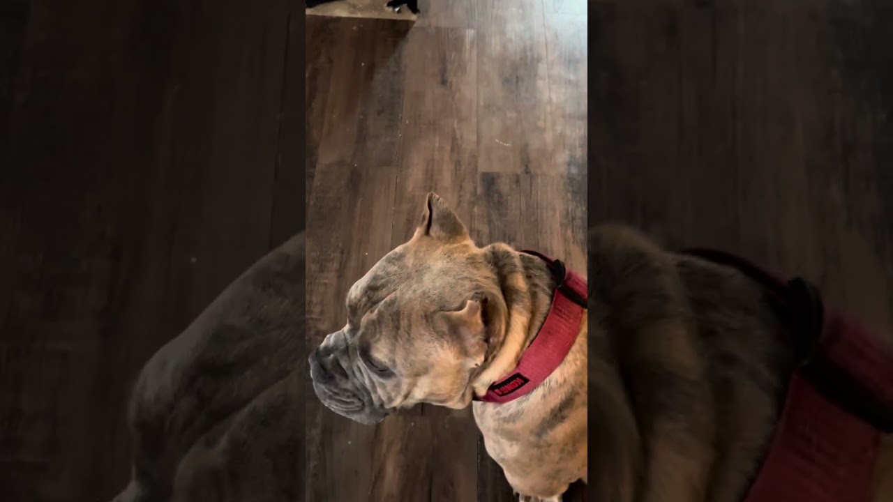 Introducing Paw Pals!! The cats!! Lucy Rocket Sparkle Smokey Rosco!!!