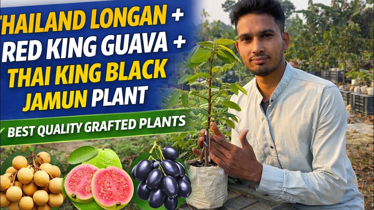 Thailand Longan / Red King Guava / Thai King Black Jamun (Kg-10) || Best Quality Grafted Plants 
