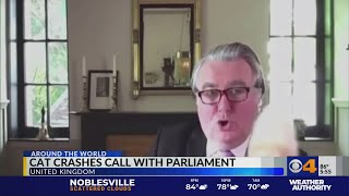 Cat crashes call with Parliament