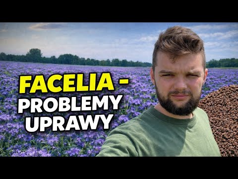 FACELIA BŁĘKITNA - UPRAWA 2026