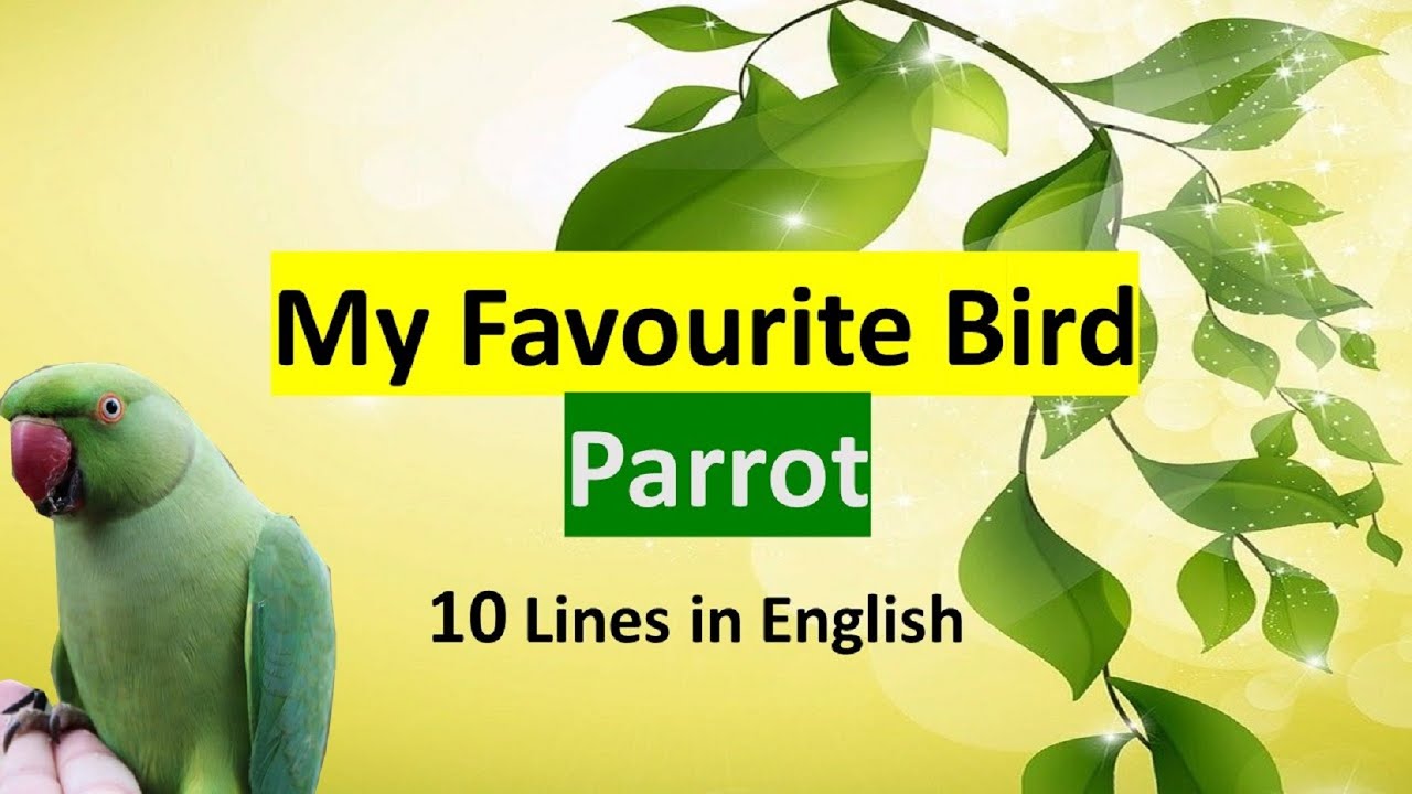 my favourite animal parrot essay in english
