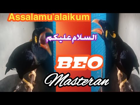 MASTERAN BEO ASSALAMUALAIKUM ( السلام عليكم ) SANGAT MERDU MASTERAN BEO ASSALAMUALAIKUM ( السلام عليكم ) SANGAT MERDU