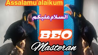 MASTERAN BEO ASSALAMUALAIKUM ( السلام عليكم ) SANGAT MERDU