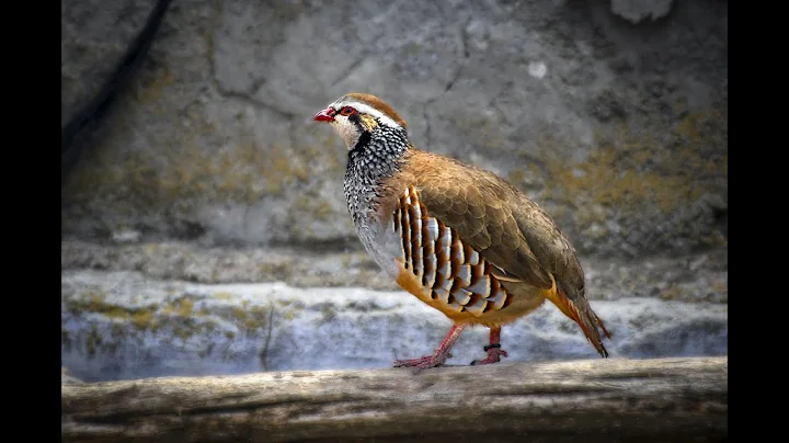 Funniest Parrot Moments That Will Make You Laugh Out Loud! #birds