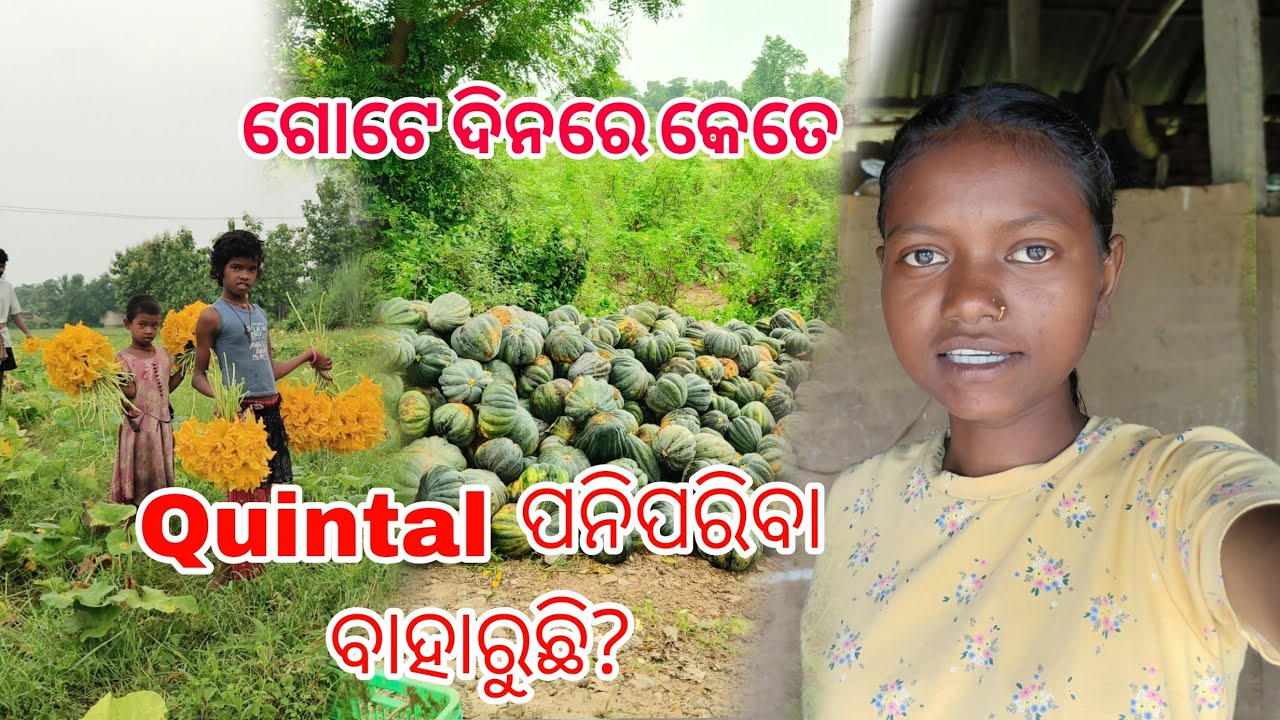ଗୋଟେ ଦିନରେ କେତେ Quintal ପନିପରିବା ବାହାରୁଛି?