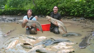 Draining the Pond to Catch Giant Fish – Peaceful Life on the Farm. SURVIVAL ALONE