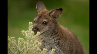 Kangaroos, Wallabies & Monotremes
