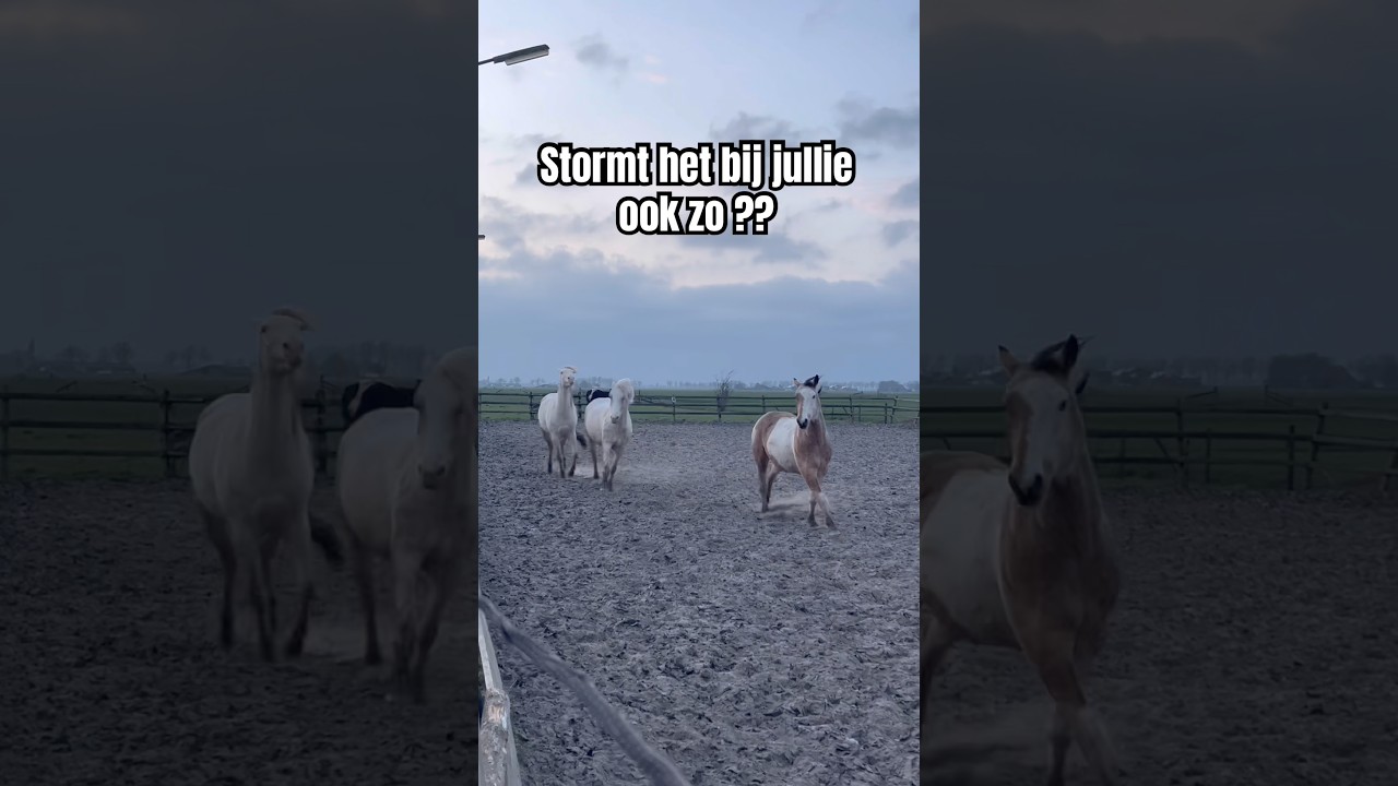 Stormt het bij jullie ook zo erg ? #storm #nederland