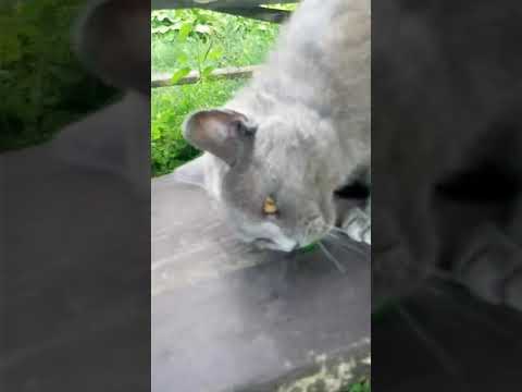 Video: Briti Lühikarvaline Kass: Tõu Kirjeldus, Võimalikud Värvid, Käitumine Ja Hooldus, Kassipoja Valik, Mida Kutsuda Brittiks