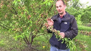 How to Spot Peach Leaf Curl and Grow the Perfect Peach Tree - Gurney