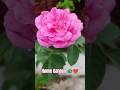 Kaisa  laga mera chota sa garden?😍#nature #love #viral #shorts #trending