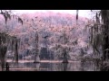 Paddlefish Return To Caddo Lake Paddlefish Return To Caddo Lake