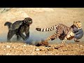 10 Most Fearless Animals on Earth (Must Watch)