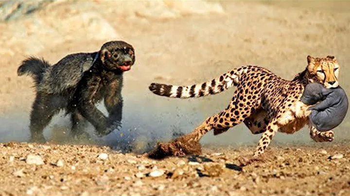 10 Most Fearless Animals on Earth (Must Watch)