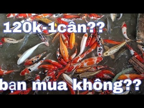 Video Cá Koi rẻ đẹp giá chỉ từ 120k 1kg - youtube