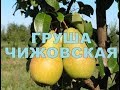 ГРУША ПОЗДНЕЛЕТНЯЯ СОРТ ЧИЖОВСКАЯ (РОССИЯ)