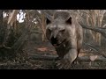 Death of the megabeasts documentary  australia the first four billion years  strange creatures