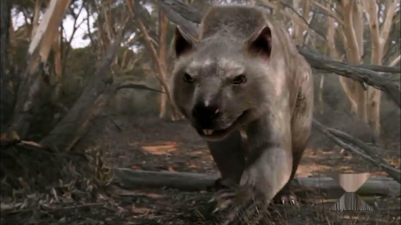 Death Of The Megabeasts Documentary Australia The First Four Billion