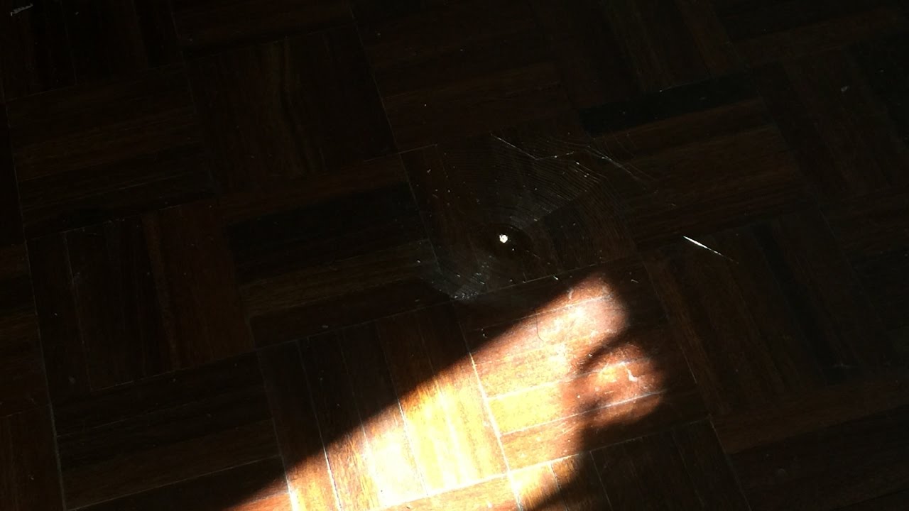 Just a spider doing it own thing - YouTube
