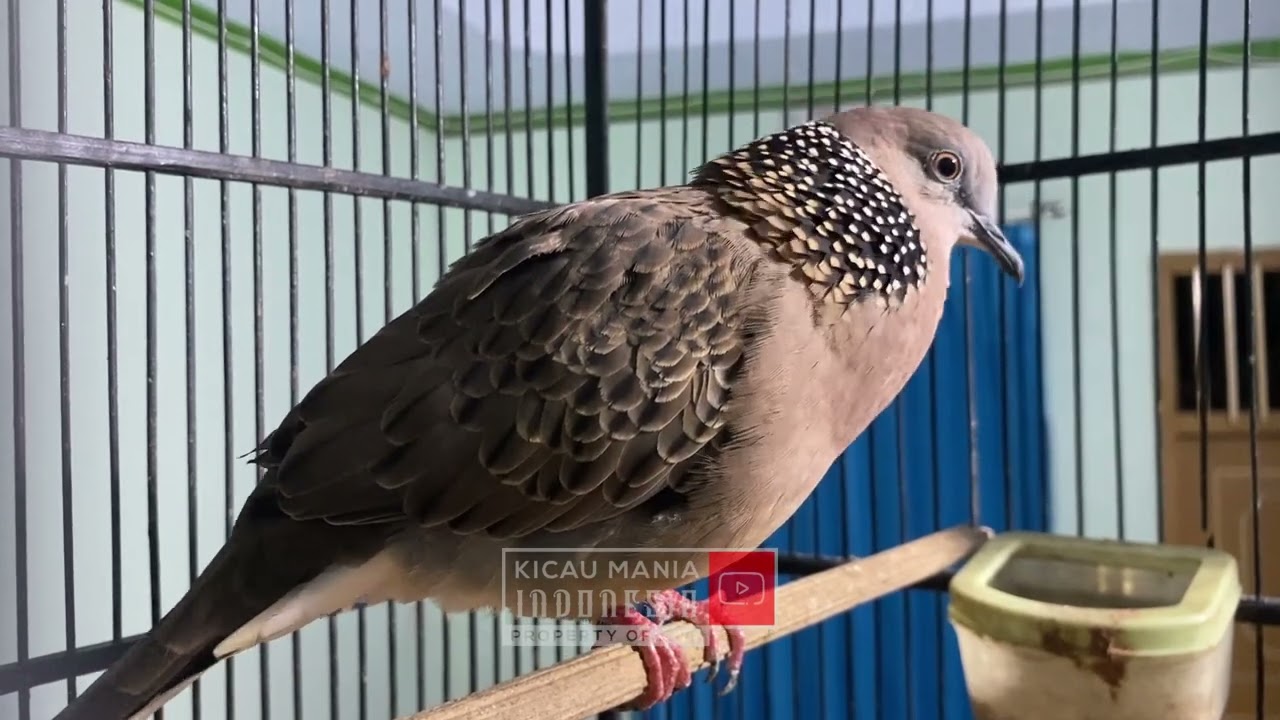 SUARA TEKUKUR GACOR PANJANG JERNIH NONSTOP UNTUK MASTERAN DERKUKU LAIN