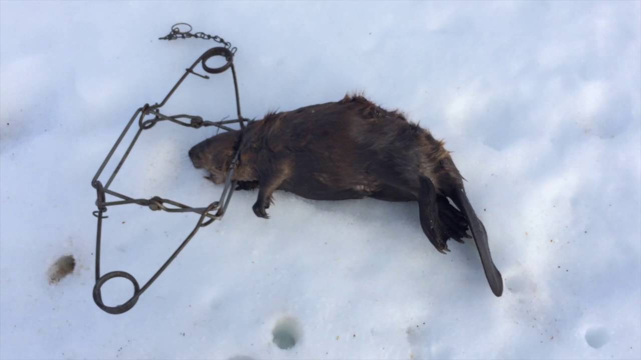 Beaver Trap 2 "The Catch" YouTube